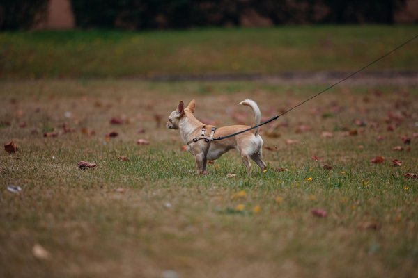Desvendando as vocalizações felinas: guia para compreender o que seu gato está expressando
