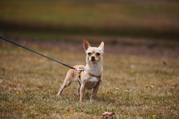 Como garantir o bem-estar e a longevidade dos peixes betta: dicas essenciais de cuidados