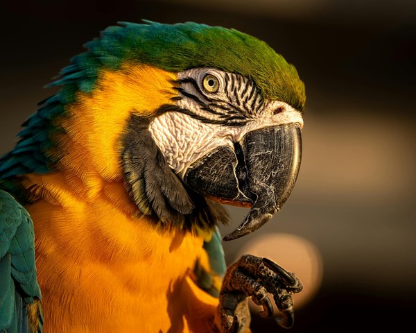 Sinais de doença em peixes: como identificar e tratar eficazmente seu amigo aquático